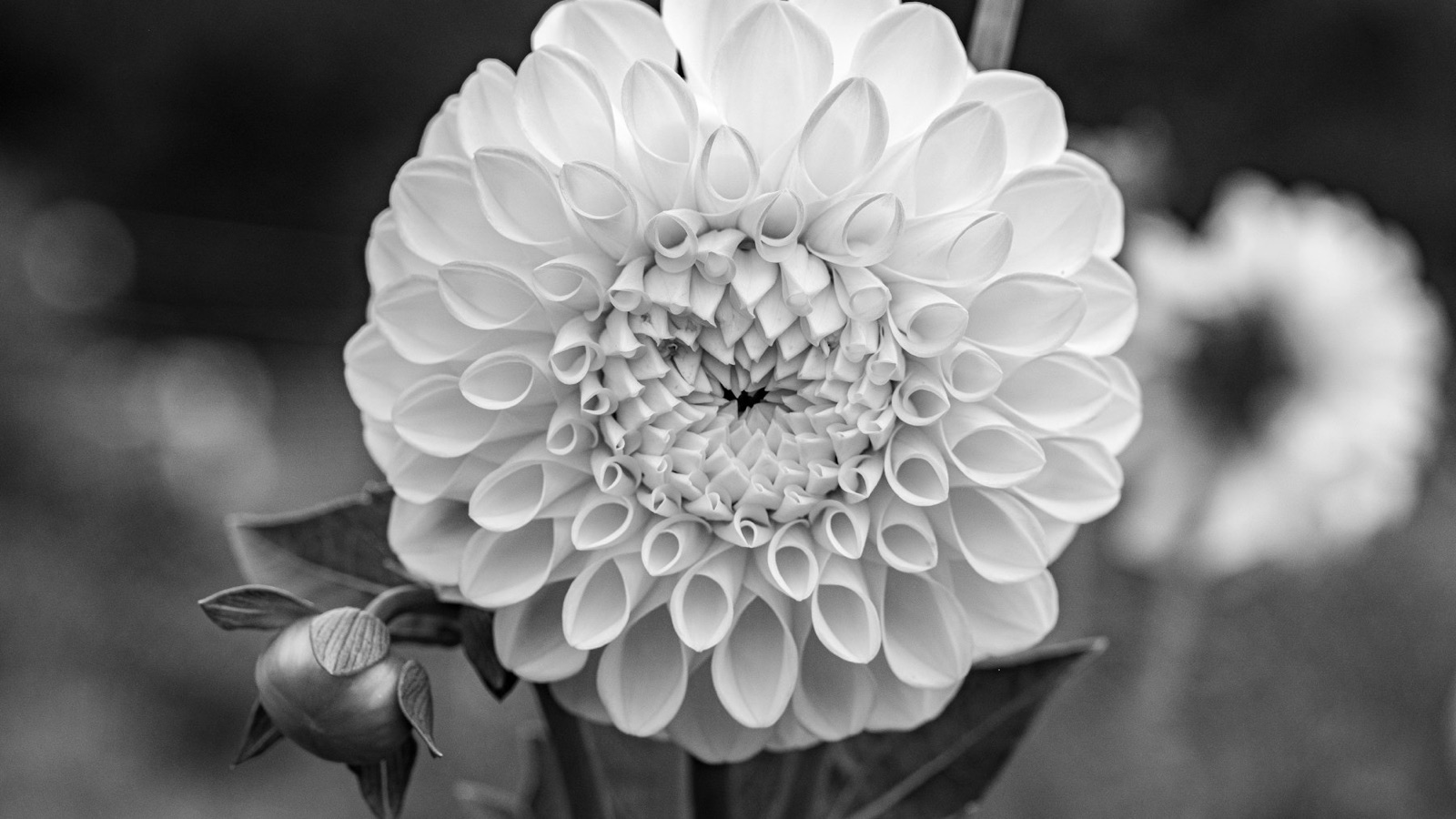 Dalia fotografata in bianco e nero, con i petali in primo piano